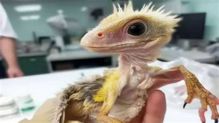 CHINESE SCIENTISTS CLONE DRAGONS real or fake? YouTube