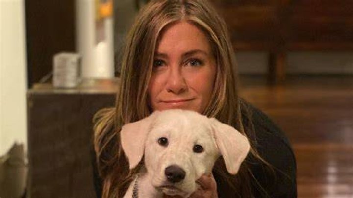 David Muir, Jennifer Aniston, Kaley Cuoco and more stars' photos with their adorable dogs you can't miss