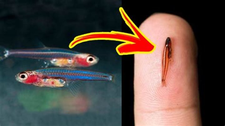 Smallest Fish in the World - Top 10 Marvels